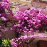 Bari, quella bouganville viola alta 4 piani